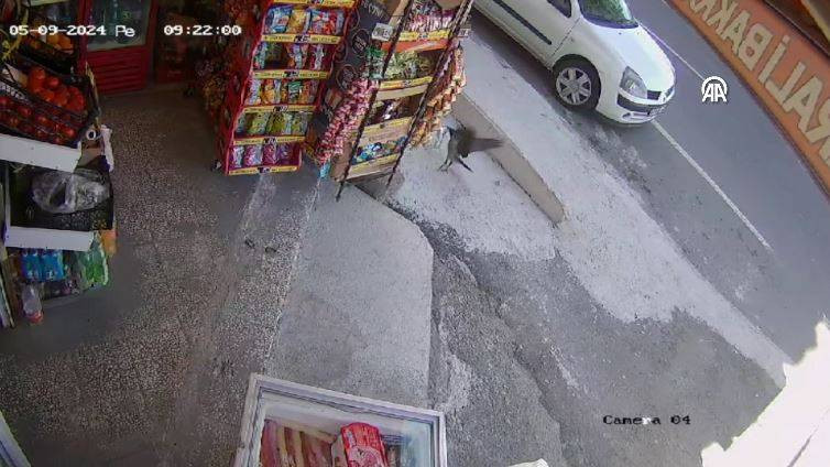 Bakkaldan cips çalan karga suçüstü yakalandı! Etrafı kolaçan etti paketi alıp kaçtı - Resim: 31